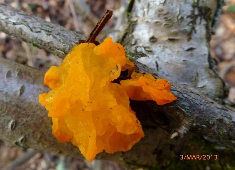 Lichens forestiers 3.3.2013 054